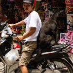 uma pessoa numa motocicleta transportando um cachorro. ásia é parte de (pop)ulares por Ca Mila.