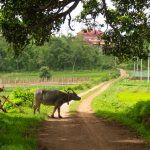 uma pessoa atravessando um caminho de terra com um búfalo. ásia é parte de (pop)ulares por Ca Mila.