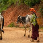 uma pessoa numa estrada com alguns animais. ásia é parte de (pop)ulares por Ca Mila