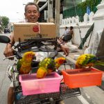 uma pessoa numa motocicleta com pássaros. ásia é parte de (pop)ulares por Ca Mila.