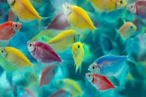 peixes. dia de feira é parte de outras estórias por Ca Mila
