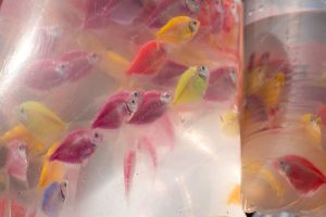 peixes. dia de feira é parte de outras estórias por Ca Mila