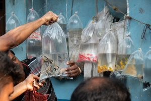 peixes em sacos plásticos. dia de feira é parte de outras estórias por Ca Mila