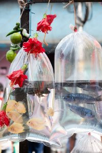peixes em sacos de plástico. dia de feira é parte de outras estórias por Ca Mila