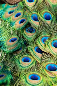 pena de um pavão. pavão é parte de outras estórias por Ca Mila e também disponível como fine art