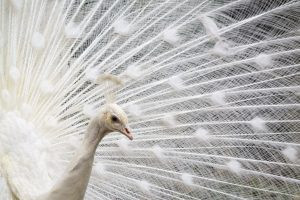 um pavão. pavão é parte de outras estórias por Ca Mila e também disponível como fine art