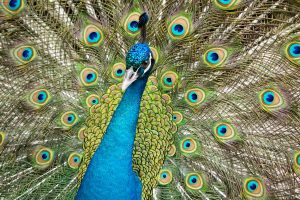 um pavão. pavão é parte de outras estórias por Ca Mila e também disponível como fine art