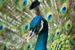 um pavão. pavão é parte de outras estórias por Ca Mila e também disponível como fine art