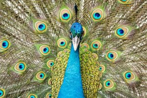 um pavão. pavão é parte de outras estórias por Ca Mila e também disponível como fine art