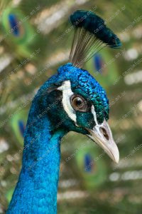 um pavão. pavão é parte de outras estórias por Ca Mila e também disponível como fine art