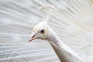 um pavão. pavão é parte de outras estórias por Ca Mila e também disponível como fine art