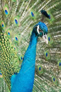 um pavão. pavão é parte de outras estórias por Ca Mila e também disponível como fine art