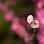 flor de cerejeira. sakura é parte de outras estórias por Ca Mila e também disponível como fine art edição limitada