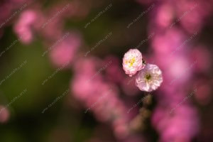 flor de cerejeira. sakura é parte de outras estórias por Ca Mila e também disponível como fine art edição limitada