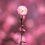 flor de cerejeira. sakura é parte de outras estórias por Ca Mila e também disponível como fine art edição limitada
