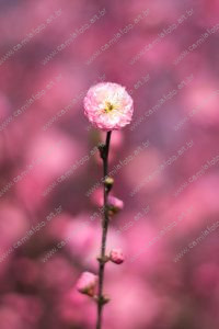 flor de cerejeira. sakura é parte de outras estórias por Ca Mila e também disponível como fine art edição limitada