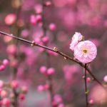 flor de cerejeira. sakura é parte de outras estórias por Ca Mila e também disponível como fine art edição limitada