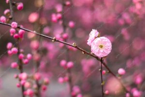 flor de cerejeira. sakura é parte de outras estórias por Ca Mila e também disponível como fine art edição limitada
