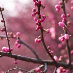 flor de cerejeira. sakura é parte de outras estórias por Ca Mila e também disponível como fine art edição limitada