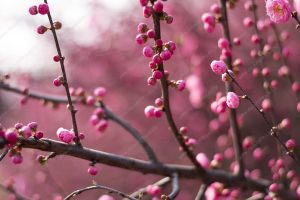 flor de cerejeira. sakura é parte de outras estórias por Ca Mila e também disponível como fine art edição limitada