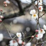 flor de cerejeira. sakura é parte de outras estórias por Ca Mila e também disponível como fine art edição limitada