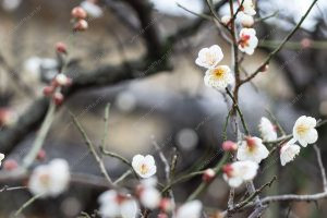 flor de cerejeira. sakura é parte de outras estórias por Ca Mila e também disponível como fine art edição limitada