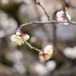 flor de cerejeira. sakura é parte de outras estórias por Ca Mila e também disponível como fine art edição limitada