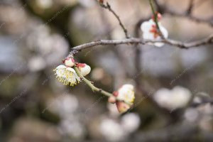 flor de cerejeira. sakura é parte de outras estórias por Ca Mila e também disponível como fine art edição limitada