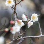 flor de cerejeira. sakura é parte de outras estórias por Ca Mila e também disponível como fine art edição limitada