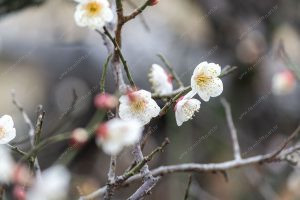 flor de cerejeira. sakura é parte de outras estórias por Ca Mila e também disponível como fine art edição limitada