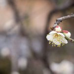 flor de cerejeira. sakura é parte de outras estórias por Ca Mila e também disponível como fine art edição limitada