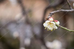 flor de cerejeira. sakura é parte de outras estórias por Ca Mila e também disponível como fine art edição limitada