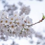 flor de cerejeira. sakura é parte de outras estórias por Ca Mila e também disponível como fine art edição limitada
