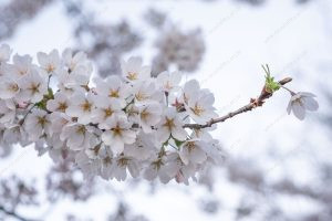 flor de cerejeira. sakura é parte de outras estórias por Ca Mila e também disponível como fine art edição limitada