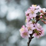 flor de cerejeira. sakura é parte de outras estórias por Ca Mila e também disponível como fine art edição limitada