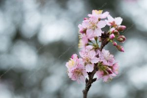 flor de cerejeira. sakura é parte de outras estórias por Ca Mila e também disponível como fine art edição limitada