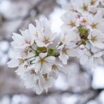 flor de cerejeira. sakura é parte de outras estórias por Ca Mila e também disponível como fine art edição limitada