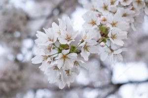flor de cerejeira. sakura é parte de outras estórias por Ca Mila e também disponível como fine art edição limitada