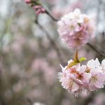flor de cerejeira. sakura é parte de outras estórias por Ca Mila e também disponível como fine art edição limitada