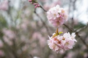 flor de cerejeira. sakura é parte de outras estórias por Ca Mila e também disponível como fine art edição limitada