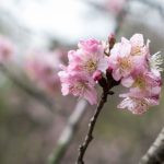 flor de cerejeira. sakura é parte de outras estórias por Ca Mila e também disponível como fine art edição limitada