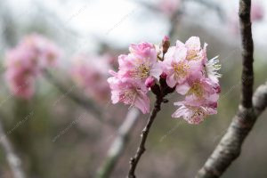 flor de cerejeira. sakura é parte de outras estórias por Ca Mila e também disponível como fine art edição limitada