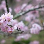 flor de cerejeira. sakura é parte de outras estórias por Ca Mila e também disponível como fine art edição limitada