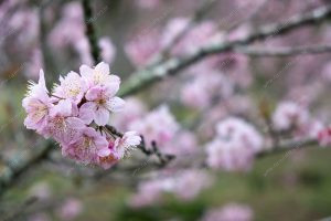 flor de cerejeira. sakura é parte de outras estórias por Ca Mila e também disponível como fine art edição limitada