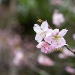 flor de cerejeira. sakura é parte de outras estórias por Ca Mila e também disponível como fine art edição limitada