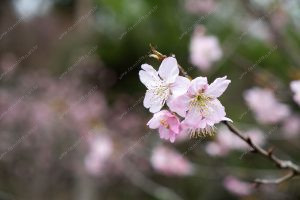 flor de cerejeira. sakura é parte de outras estórias por Ca Mila e também disponível como fine art edição limitada