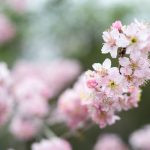 flor de cerejeira. sakura é parte de outras estórias por Ca Mila e também disponível como fine art edição limitada