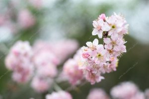 flor de cerejeira. sakura é parte de outras estórias por Ca Mila e também disponível como fine art edição limitada