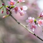 flor de cerejeira. sakura é parte de outras estórias por Ca Mila e também disponível como fine art edição limitada