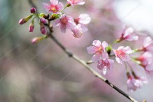 flor de cerejeira. sakura é parte de outras estórias por Ca Mila e também disponível como fine art edição limitada